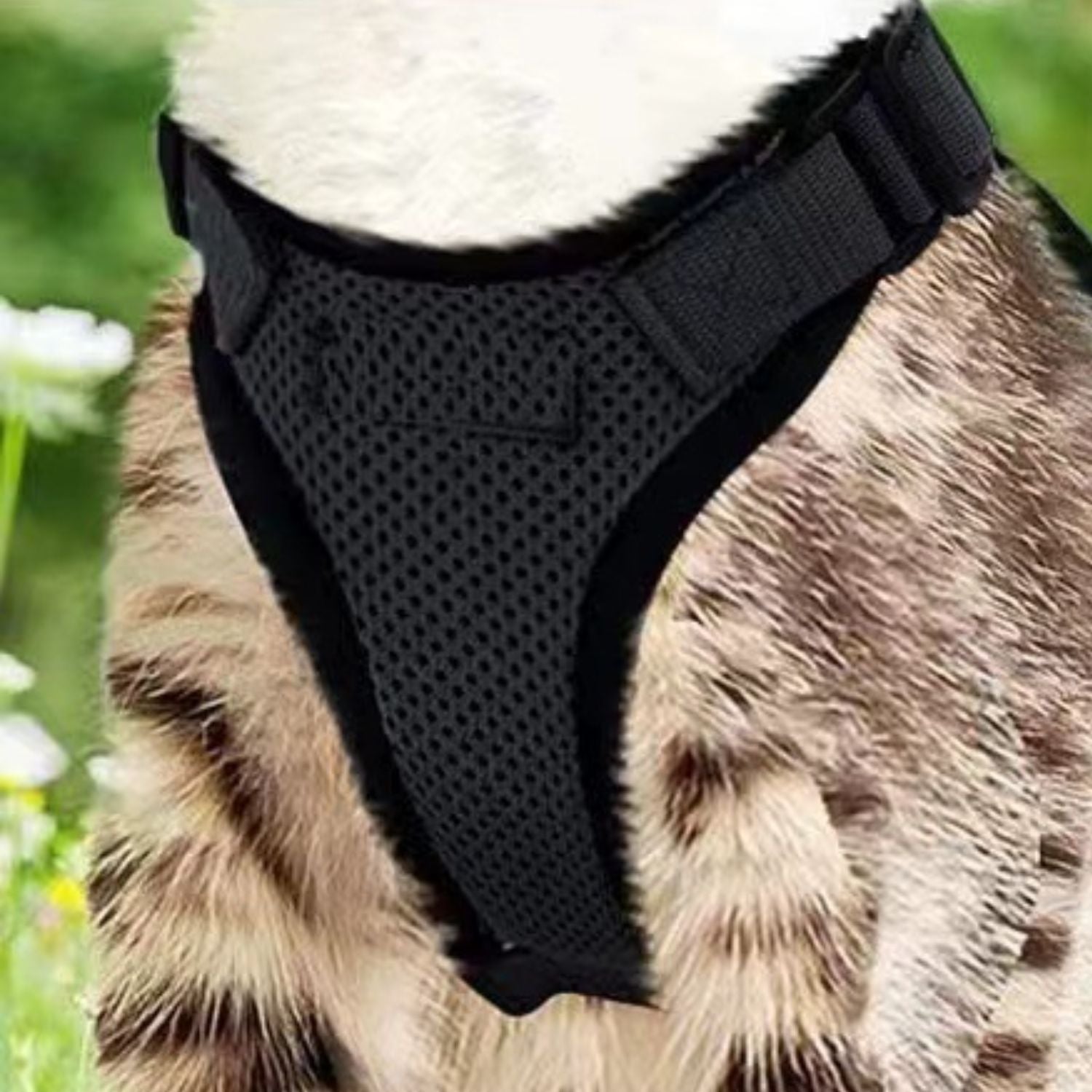 Veilig Kattenharnas met ademend materiaal en veilige lijn